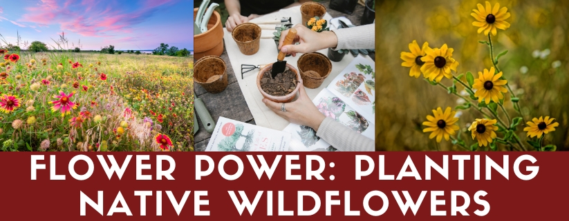 Flower Power: Planting Native Wildflowers